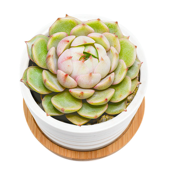 Pthann Succulent Pots, White Ceramic Pots for Plants Set of 6 Succulent Planters with Drainage Tray Bamboo Small Plant Pots 3 Inch Planter Pots Cactus Mini Flowers Pots with Saucer Garden Pots - VITSCAN