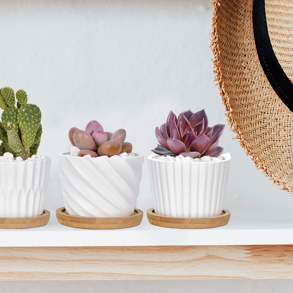 Pthann Succulent Pots, White Ceramic Pots for Plants Set of 6 Succulent Planters with Drainage Tray Bamboo Small Plant Pots 3 Inch Planter Pots Cactus Mini Flowers Pots with Saucer Garden Pots - VITSCAN